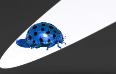 A Bugslife