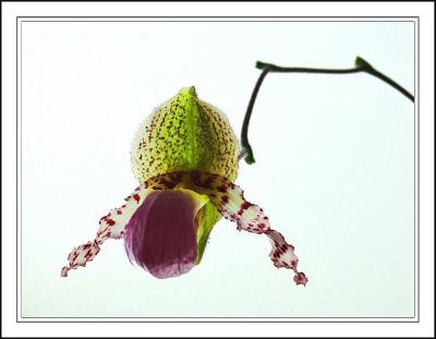 flying slipper