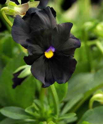 black viola in watercolor