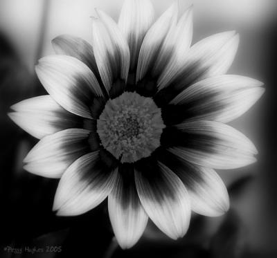 gazania in black & white