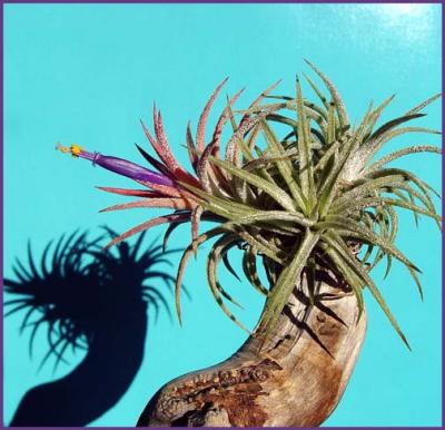 Tillandsia* by Arvin Chaikin