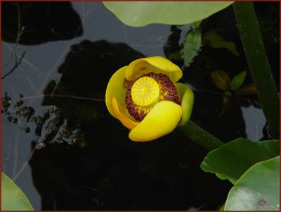 Yellow Water Lily* by Arvin Chaikin