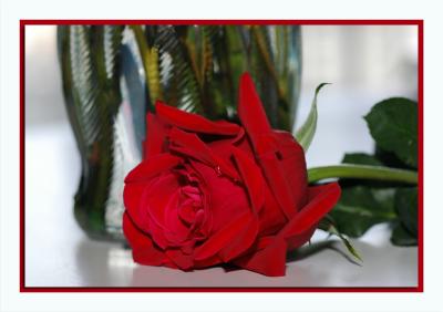 Red Beauty
