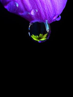 A drop of flower