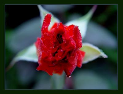 Thirty petals in depression