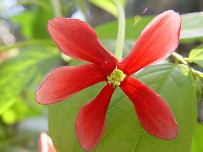Red Flower by redfive