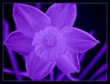 purple flower by Katherine Kenison