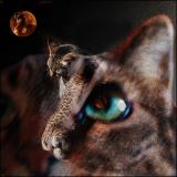 <b>9th (tie)</b><br>The Cat and The Moon <br> by mlynn