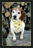 <b>7th (tie)</b><br>I Did Not Ask to Be Accessorized*