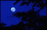 <B>Moon From My Kitchen Window</B> *