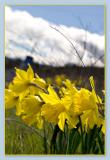Daffodil Meadow