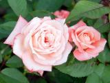 Takes two to tango<br>by Tajinder