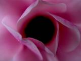 softness <br> by mexiwolf