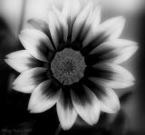 gazania in black & white