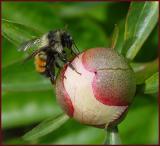 Dinner Time* <br>by Arvin Chaikin