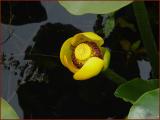 Yellow Water Lily* <br>by Arvin Chaikin