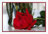 Red Beauty