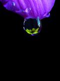 A drop of flower