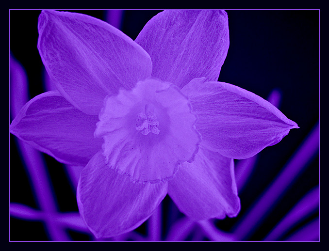 purple flower by Katherine Kenison