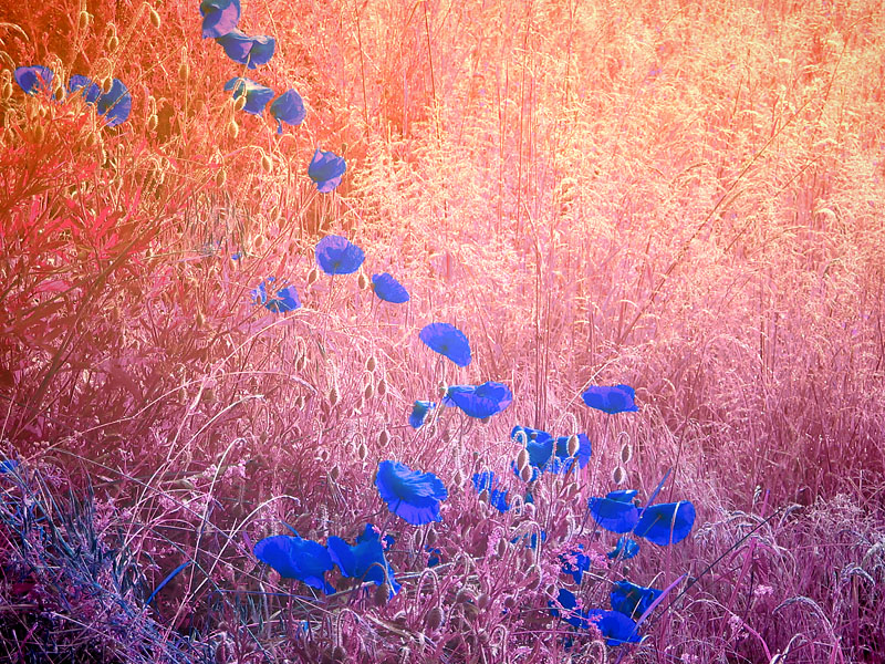 <B>The Blue Poppies</B><BR><FONT size=2>by Penelope</FONT>
