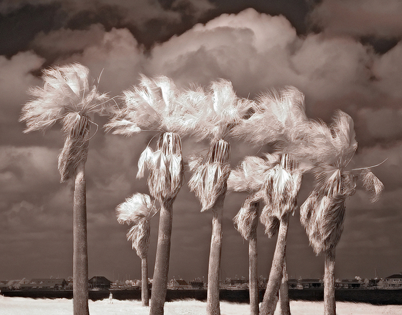 3rd Coast Palms