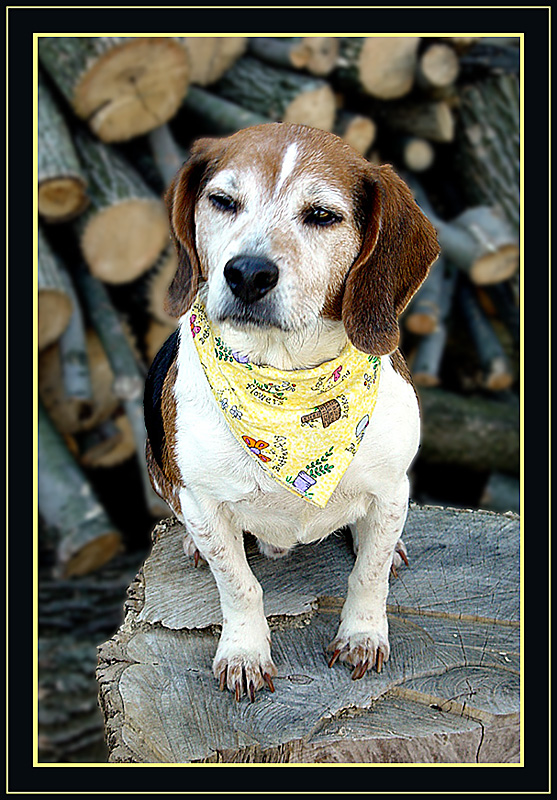 <b>7th (tie)</b><br>I Did Not Ask to Be Accessorized*
