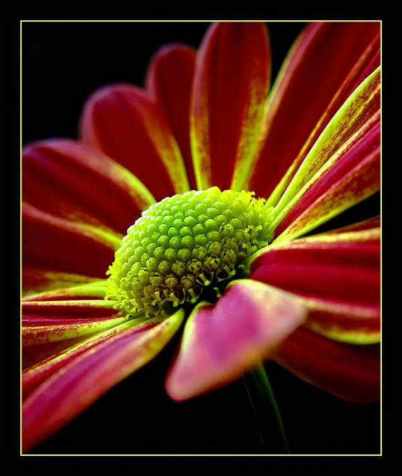 2nd Place<br>For Mum<br>by MFC