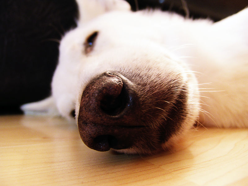 A nose up close<br>by Jigal