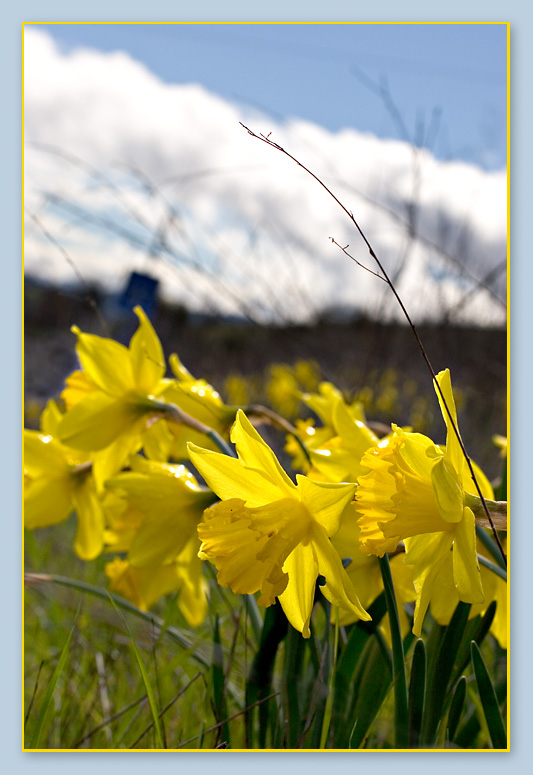 Daffodil Meadow