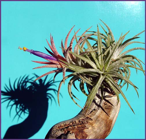 Tillandsia* <br>by Arvin Chaikin