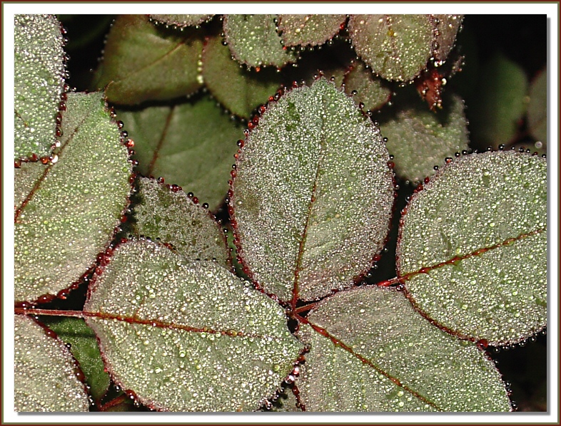 Natures liquid lace   By Netgarden