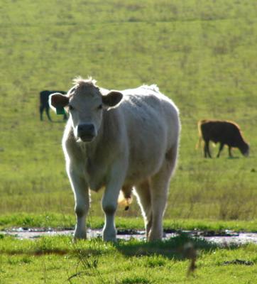 Young Steer