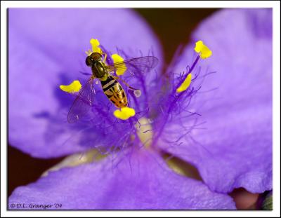  Mini Bee like bug DSC-2131.jpg