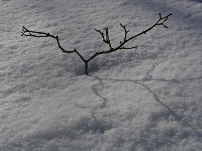 Branch