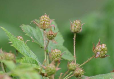 5-26 b-berry e 8819.jpg