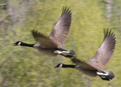 4-18 geese  e 7397.jpg