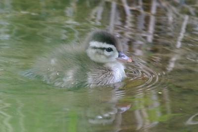 6-1 duckling 8860.jpg