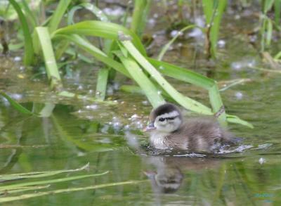 6-1 duckling e 8870.jpg