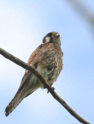 6-1 kestrel  e 8887.jpg