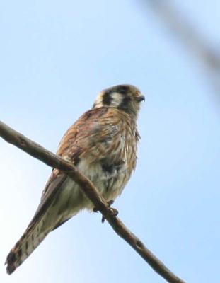 6-1 kestrel e 8886.jpg