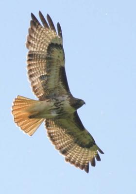 6-1 rt  e 8936.jpg