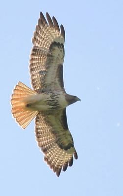6-1 rt  e 8937.jpg