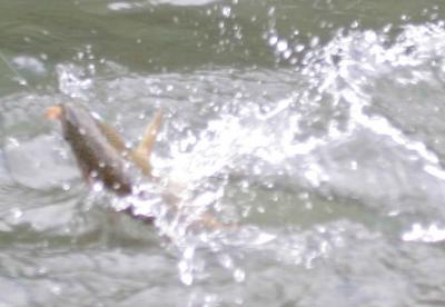 6-1 trout  e 8877.jpg