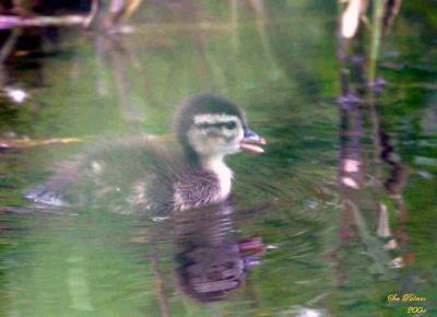 6-1 duckling ed  2  8864.jpg