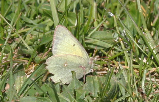 4-28 butterfly 7794.JPG