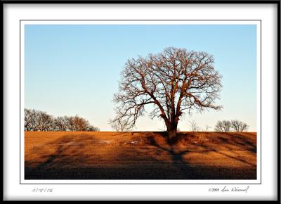 Lone Oak