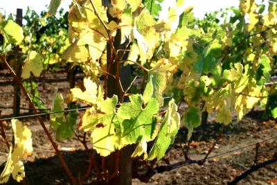 Napa Valley California