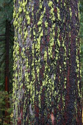 A study in moss