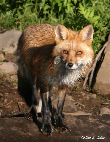 Red Fox