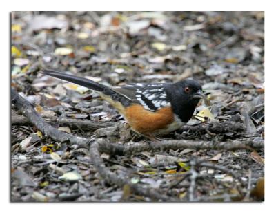 u46/tammie_and_russ/medium/39906000.RufoussidedTowhee.jpg
